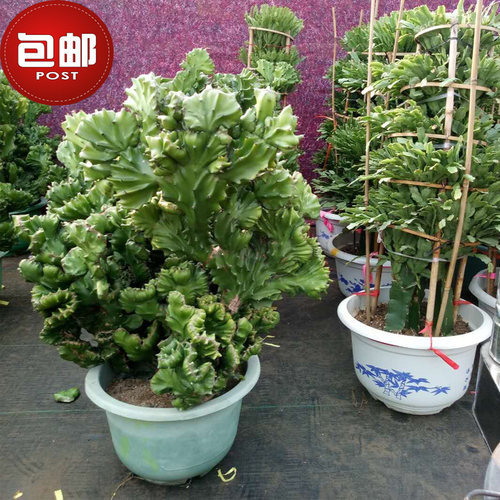 玉麒麟绿植盆栽四季常青多肉