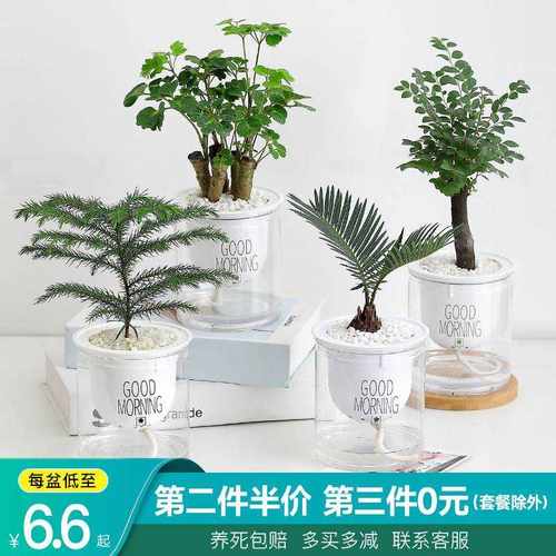 发财树富贵竹办公室植物