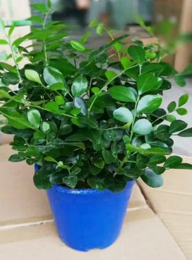 九里香盆栽包邮带花植物室内七里香盆景老桩驱蚊十里香苗四季常青