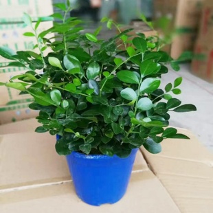 九里香盆栽包邮带花植物室内七里香盆景老桩驱蚊十里香苗四季常青