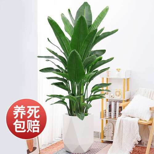 大天堂鸟盆栽大型植物办公室内客厅绿植鹤望兰吸除甲醛大叶颗盆景