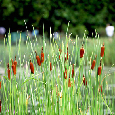 水生花卉植物香蒲草苗水烛菖蒲水池鱼塘造景净化水质蒲黄棒驱蚊虫
