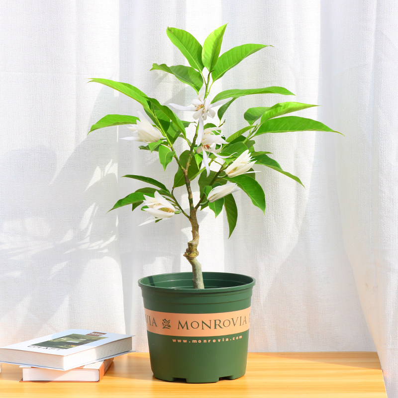 白兰花植物室内树苗庭院图片