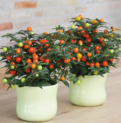 耐热寒多年生看樱桃珊瑚