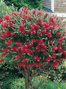 红千层树苗绿植盆栽阳台植物四季常青高贵盆景室外风景金宝树