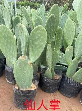 仙人掌盆栽新鲜墨西哥米邦塔可食用药用仙人掌种植外敷绿植