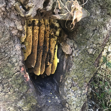 云南大山苦蜂蜜树洞蜜结晶蜜苦药蜜百花蜜米团花黑蜜岩蜜野坝子蜜