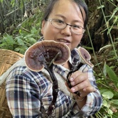 云南德宏野生竹灵芝野生赤灵芝整枝干货煮水泡酒煲汤食用礼盒包装