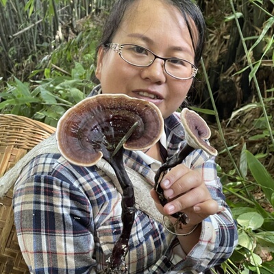 野生竹灵芝赤灵芝煮水煲汤泡酒喝