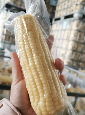 白糯玉米 东北米棒 粘苞米熟制真空玉米棒2.5kg一份 大棒饱满