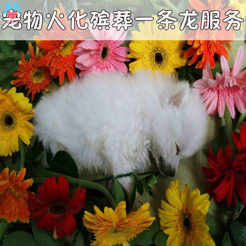 宠物火化猫狗殡葬喵汪星人无害化处理动物善终安乐上门服务广州