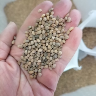 3斤竹节参种子 1500克竹节参种子 鄂竹节参一号 白三七竹节人参