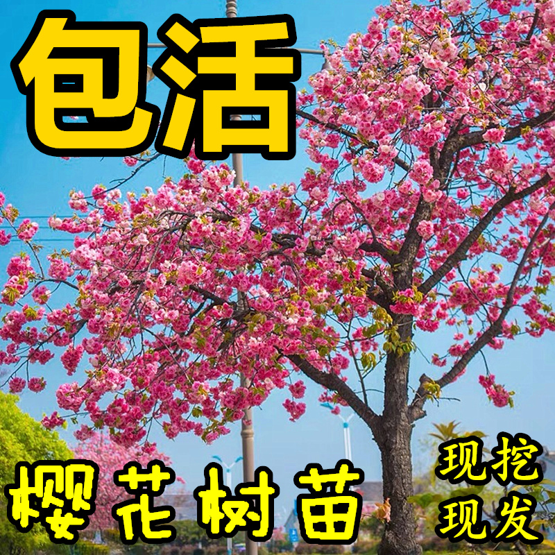 樱花树苗庭院樱花树苗