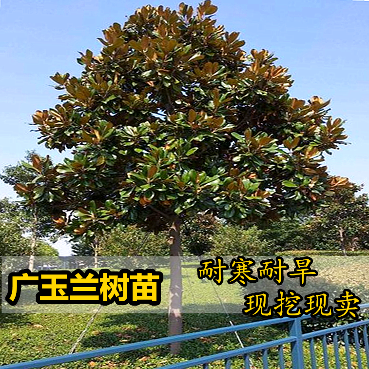 广玉兰树苗大花广玉兰荷花玉兰苗四季常青行道树绿化