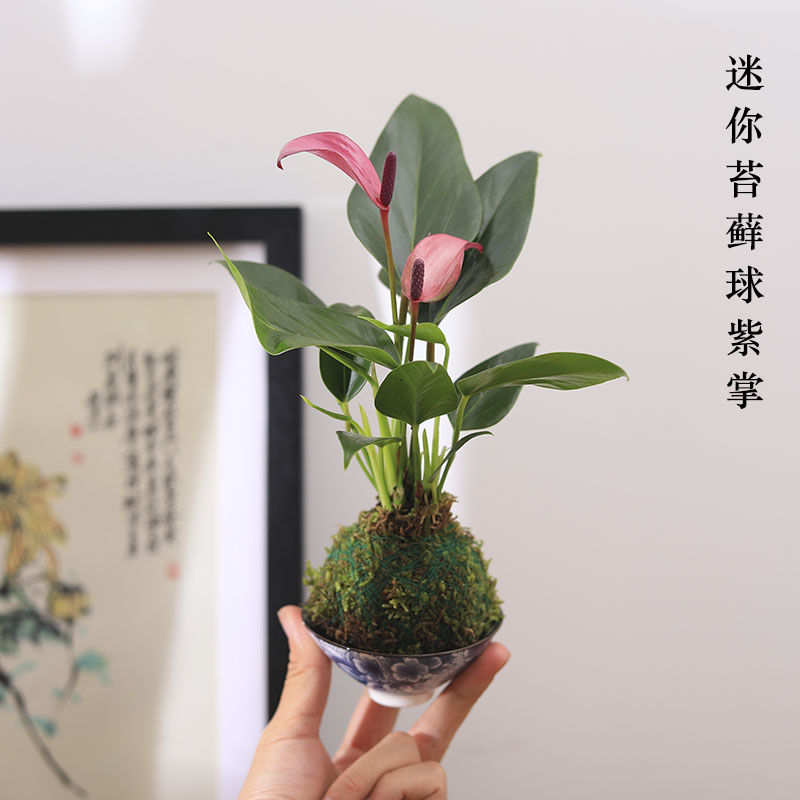 藓球绿植工位小植物水培绿植