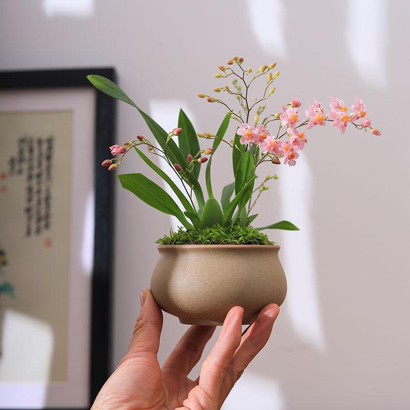 文心兰梦香兰小兰花苗绿植花卉