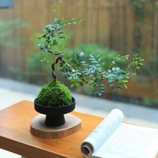 苔藓球绿植造型悬崖九里香盆栽水培植物茶室桌面盆景四季常青花卉