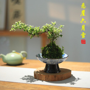 悬崖六月雪小盆栽苔藓球室内桌面盆景书房茶室禅意绿植客厅植物