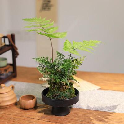 苔藓球绿植红磷蕨水培植物耐阴好养室内书房茶室桌面盆栽蕨类植物