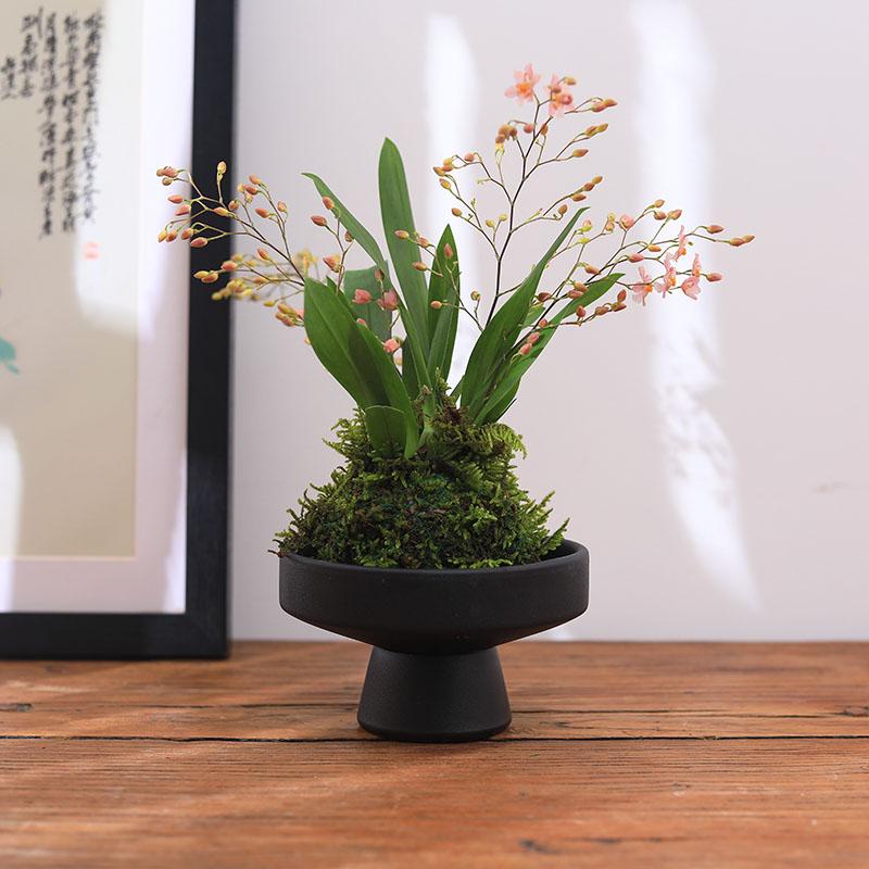 苔藓球香水文心兰梦香兰