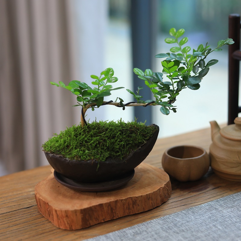 九里香盆栽悬崖造型书房茶室桌面小盆栽禅意绿植摆件好养常绿易活