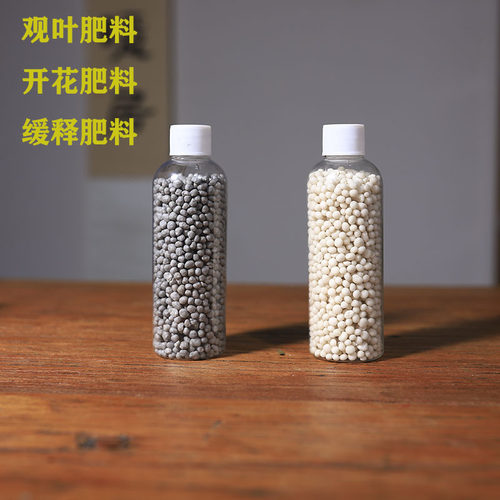月季迷你可爱开花神器