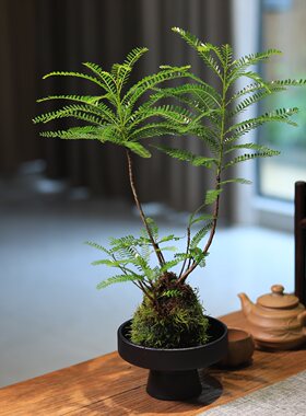 海岛叶下珠苔藓球绿植水培植物