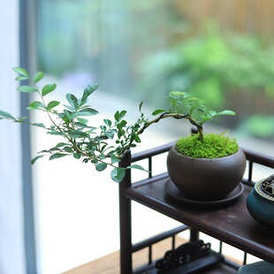 悬崖九里香盆景书房茶室桌面小盆栽四季常青绿植花卉好养摆件