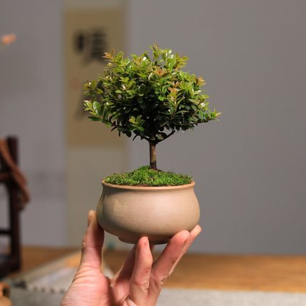 小叶赤楠盆景桌面盆栽办公室绿植书房茶室禅意植物好养四季常青