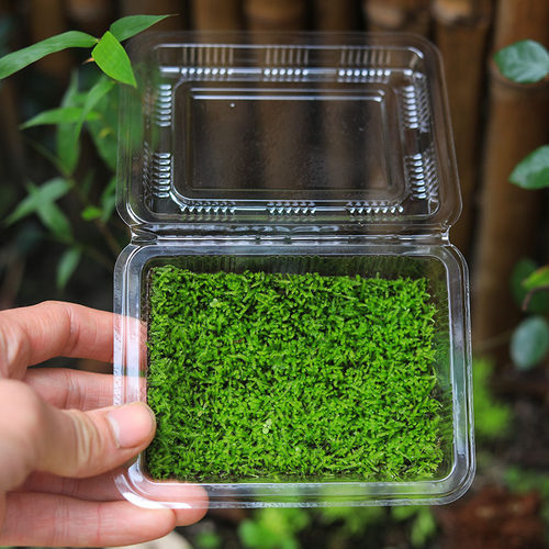 短绒小灰造景新鲜绿植苔藓