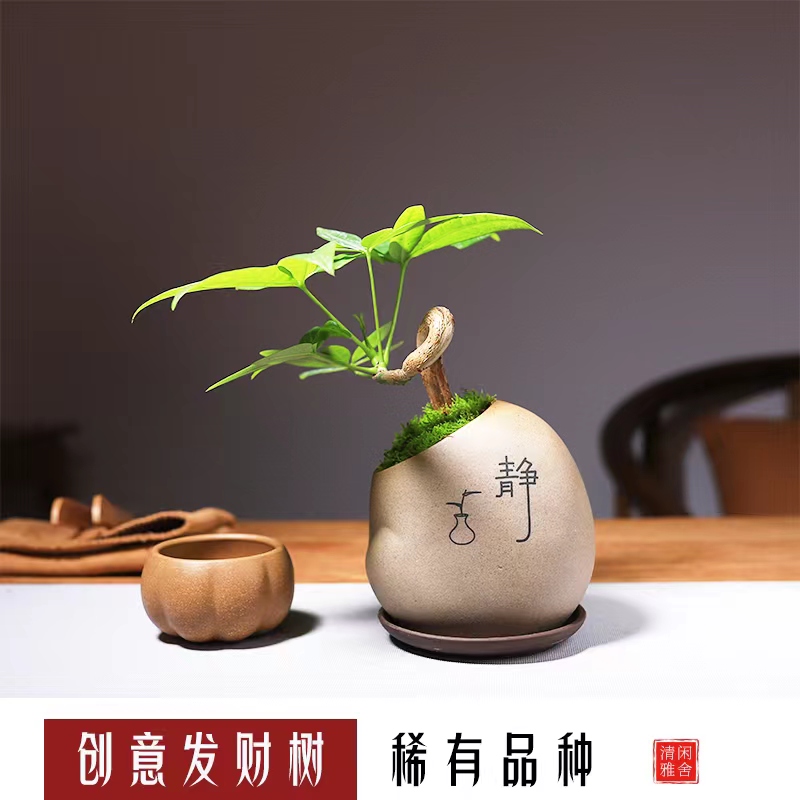 迷你创意发财树盆景办公室绿植桌面盆栽好养常青禅意茶台茶室植物
