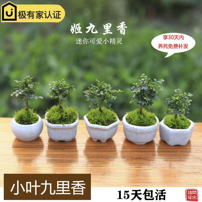 九里香迷你盆栽乖巧办公室