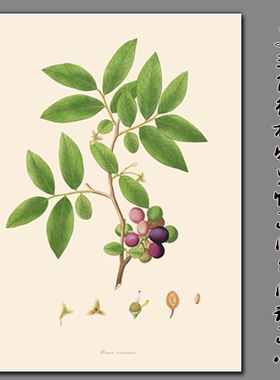 美式风植物进口喷绘装饰画