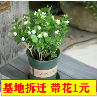 一件代发茉莉花盆栽绿植室内花卉带花苞阳台四季植物好养活重瓣鲜