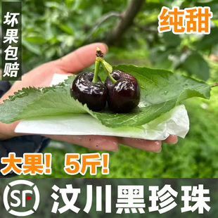 汶川套袋黑珍珠车厘子四川阿坝甜樱桃现摘现发3斤5斤顺丰包邮