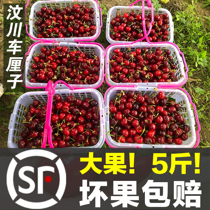 5斤汶川车厘子现摘四川大红灯樱桃新鲜阿坝理县甜樱桃顺丰包邮