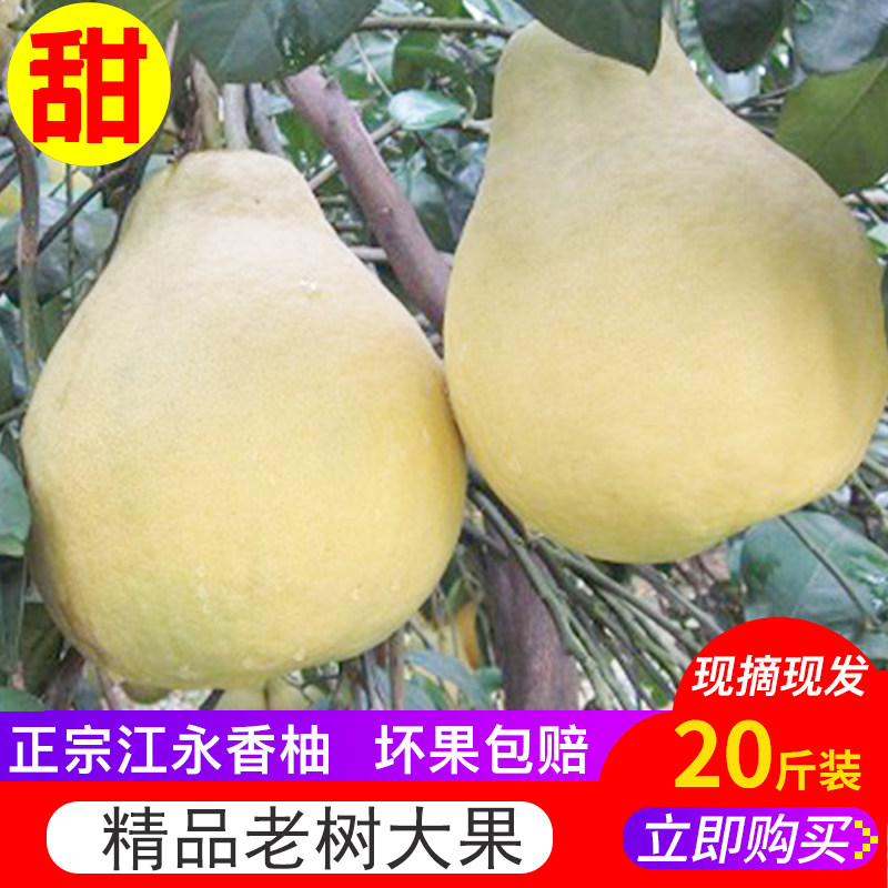 湖南江永香柚老树沙田柚新鲜水果