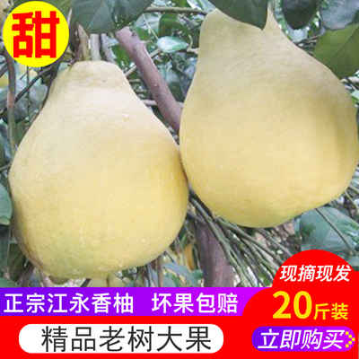 湖南江永香柚蜜柚沙田柚老树柚子