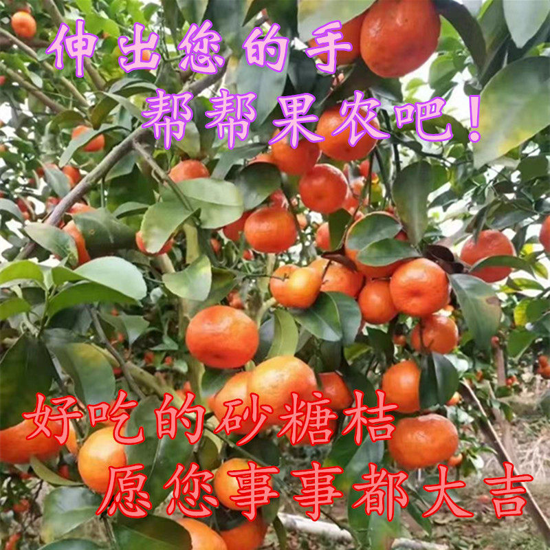 广西桂林荔浦砂糖桔无核沙甜蜜柑涌泉四会特甜新鲜水果小橘子包邮,水产肉类/新鲜蔬果/熟食,桔子,淘宝优惠券,粉丝福利购,淘宝优惠卷