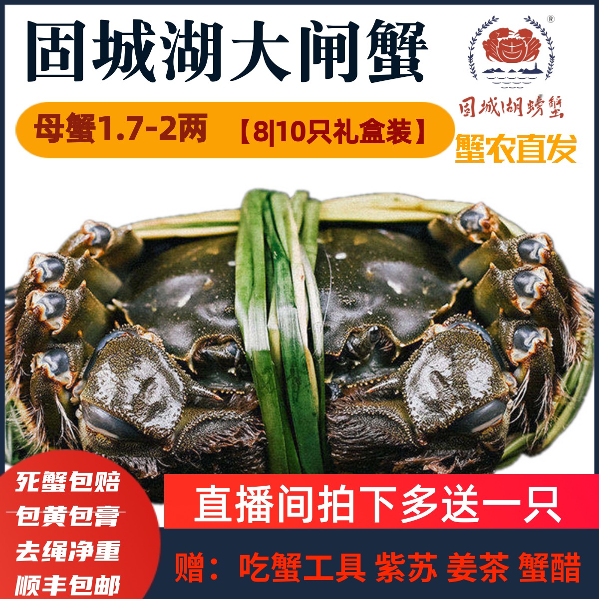 活蟹固城湖螃蟹精品礼盒去绳净重全母蟹1.7-2两8|10只精品大闸蟹