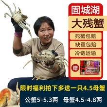 活蟹固城湖螃蟹残蟹裸重公蟹5-5.3两母蟹4.5-4.8两断脚蟹6/8/10只