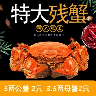 活蟹精品残蟹 螃蟹鲜活大闸蟹残蟹缺腿断脚蟹5两公3.5两母大残蟹