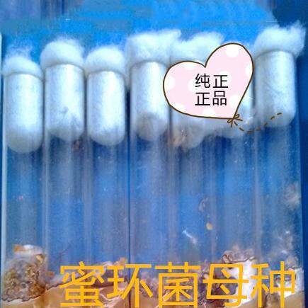 2025年野生食用菌天麻蜜环菌菌种母种试管一级菌种四季五支包邮