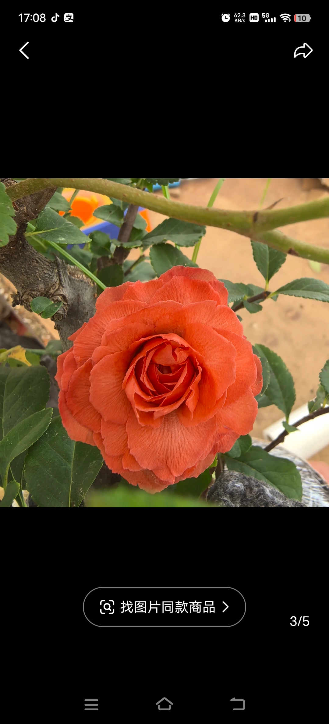 原生皇族海棠1年小苗