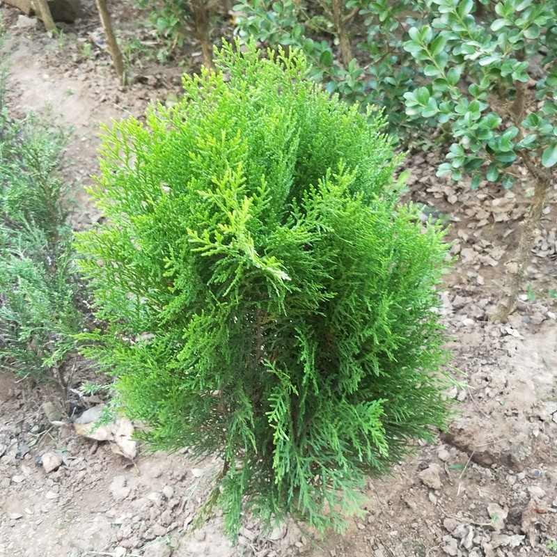 洒金柏植物小盆景香松庭院阳台绿植松树柏树四季常青花灌木绿化苗