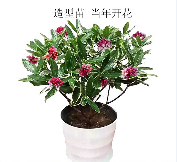 金边瑞香四季盆景观花植物包邮图片
