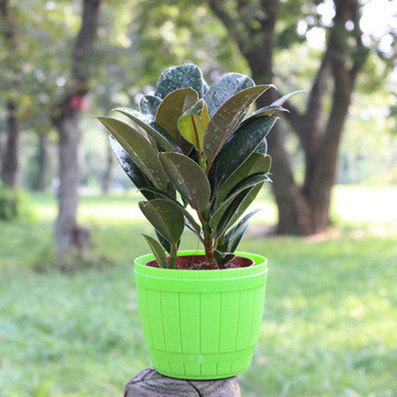 黑金刚橡皮树植物室内客厅绿植花卉盆栽吸甲醛观叶绿色植物橡胶树