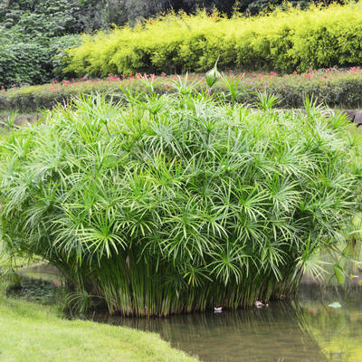 水培植物盆栽棕竹鱼缸池塘旱伞