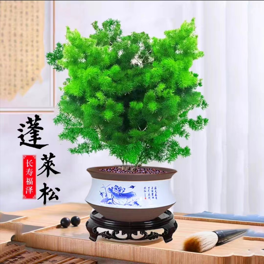 四季常青蓬莱松盆栽桌面进化空气