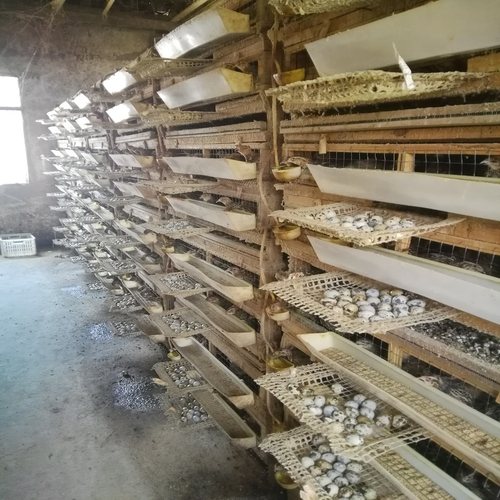 鹌鹑种蛋 鹌鹑蛋受精种蛋可孵化 受精种蛋孵化蛋新鲜鹌鹑蛋生蛋